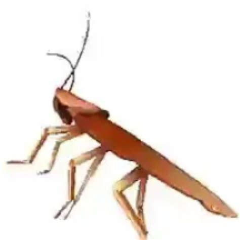 Flying Cockroach Meme 的图像结果