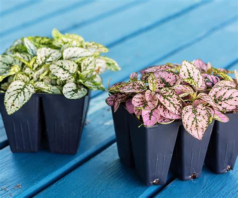 How to propagate polka dot plants: expert tips for cuttings | Homes and ...