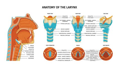 Anatomy Of Larynx Composition 25804470 Vector Art at Vecteezy