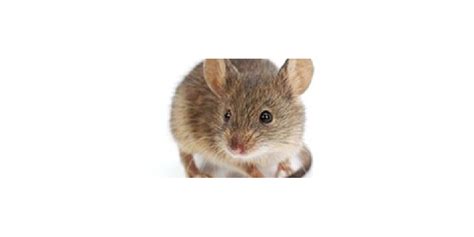 Signs That You Need to Prevent Rat Infestation | Mortein IN | Mortein