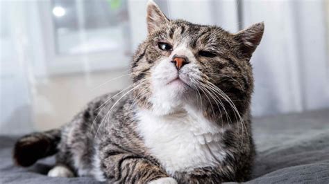 10 Signs Your Cat Is Aging | PetMD