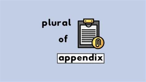 How to Use Appendix Plural (Appendixes, Appendices?) - Phrase Forges