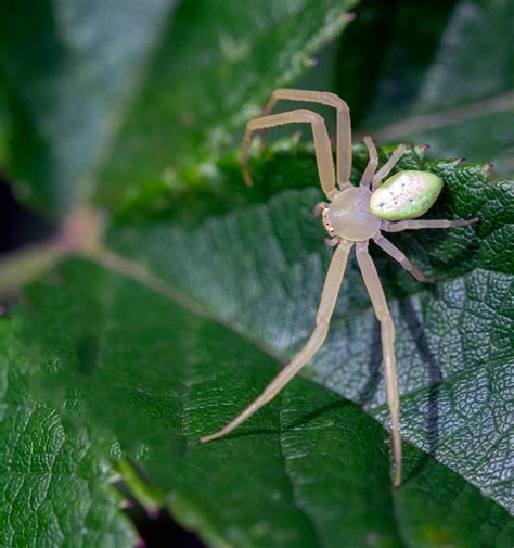 American Green Crab Spider (Misumessus oblongus) by WanderingMogwai on ...
