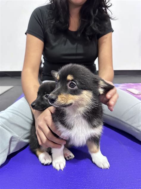 Puppy Yoga (for the whole family) – Studio 85