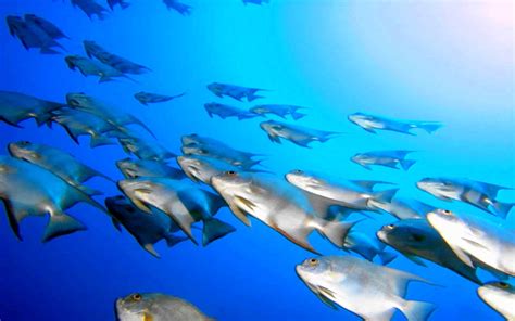 Sea Fish 的图像结果