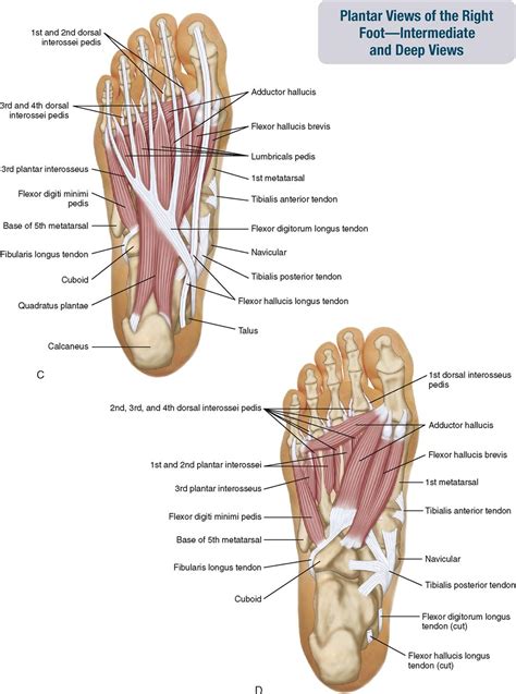 Foot Diagram 的图像结果