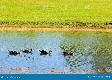 Muscovy ducks stock photo. Image of blur, colour, shade - 36339416