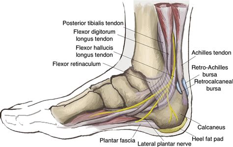 Inside Heel Anatomy at William Laney blog