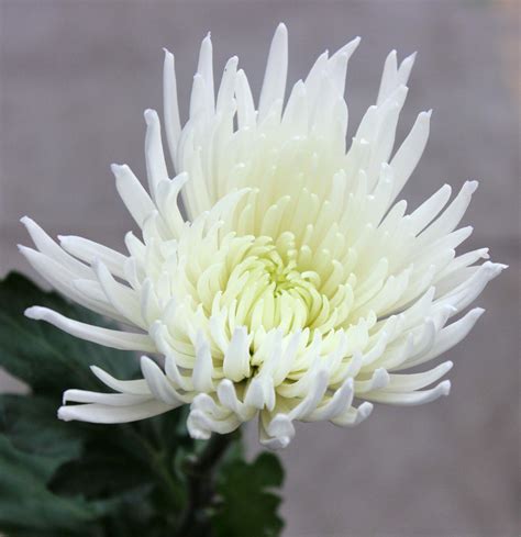 White Spider Chrysanthemum