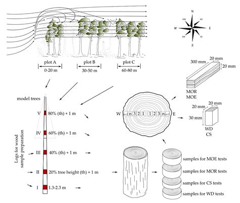 The Effects of Wind Exposure on Scots Pine Trees: Within-Stem ...