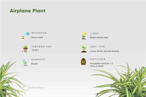 Airplane Plant Care 101: How To Care For Spider Plants