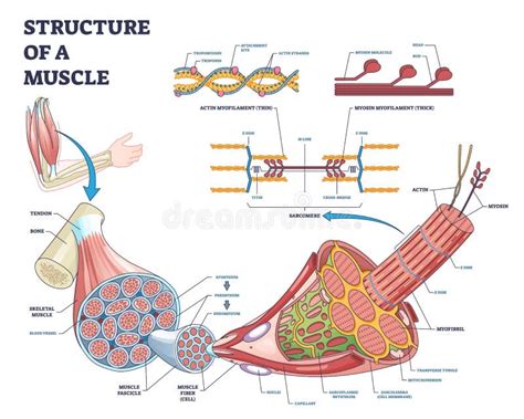 Image result for Skeletal Muscle Structure Labeled
