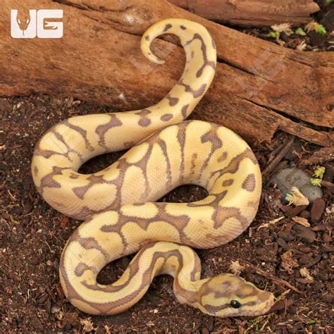 Image result for Spider True Ghost Ball Python
