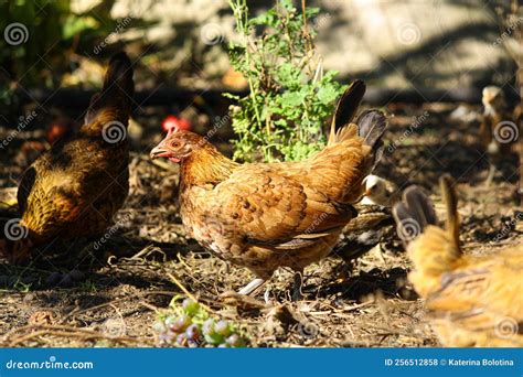 Domestic Poultry Farm. Young Hens and Chickens in the Fields. Domestic ...