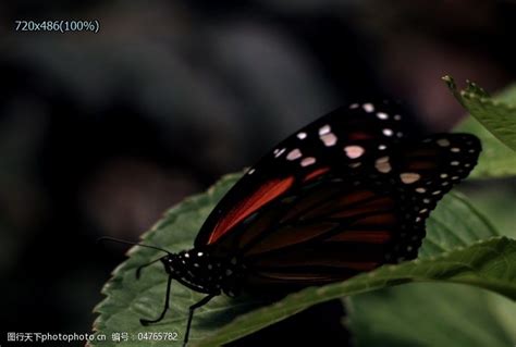 超慢动作蝴蝶起飞实拍视频下载图片-图行天下素材网
