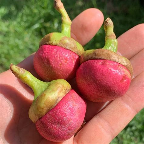 Engkala Fruit (Litsea Garciae) Seedling Fruit Plant (Home & Garden Pla ...