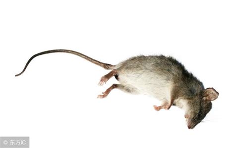 周公解夢：老鼠膽小聰明，象徵死亡和疾病，夢到老鼠意味著什麼？ - 每日頭條