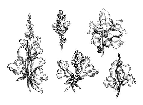 Snapdragon Flower Painting