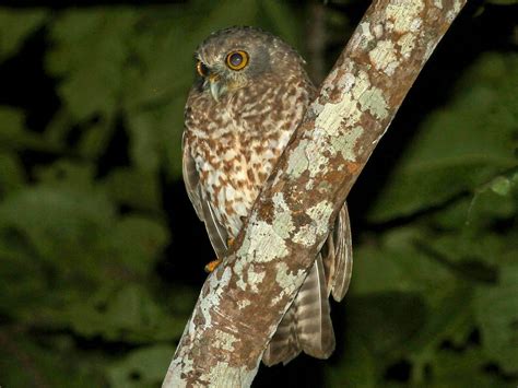 Bismarck Boobook - eBird