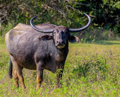 Cannundrums: Wild Water Buffalo