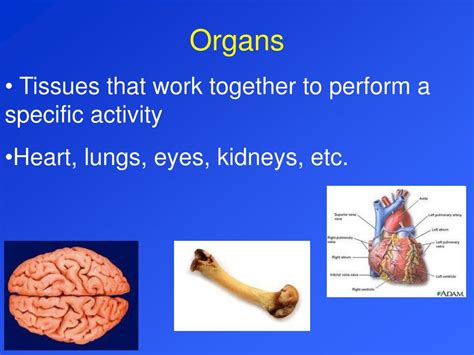 Body System Interaction Chart 的图像结果