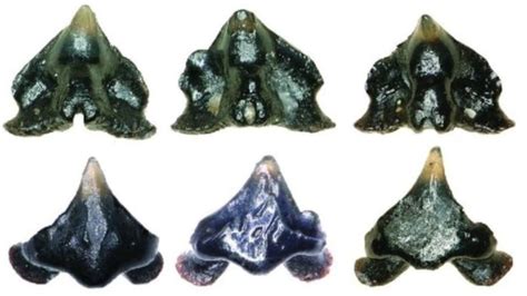 Un fósil de tiburón fue nombrado en honor a Galaga - La Tercera