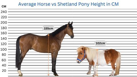 average horse height | Download Today and Get ₹900 Bonus Android IOS V ...