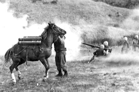 Marine war horse Staff Sgt. Reckless, a Camp Pendleton veteran, to be ...