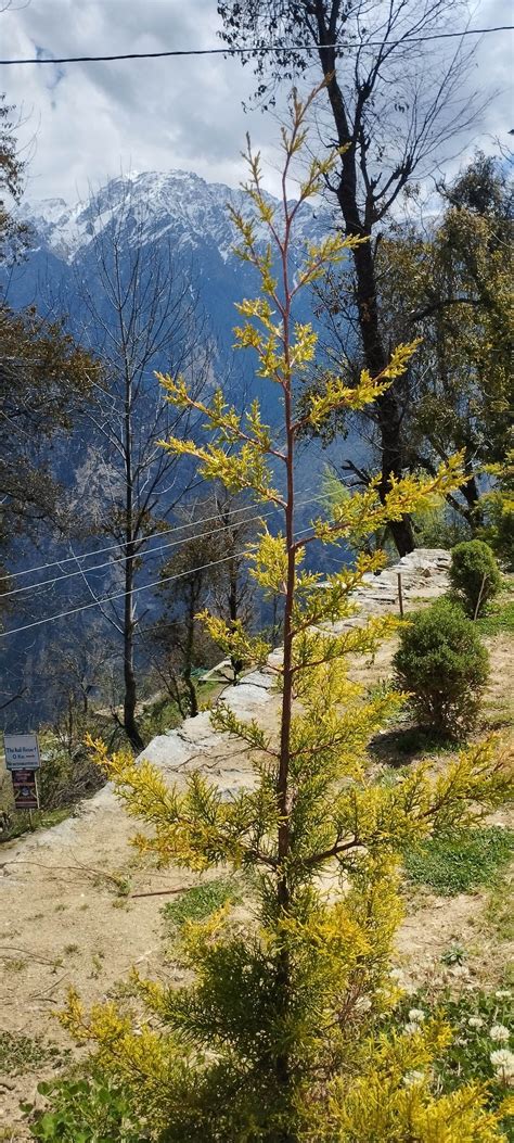 SATOPANTH, THE AULI RESORT (Uttarakhand) - Hotel Reviews, Photos, Rate ...