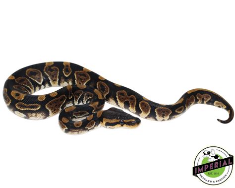 Image result for Ball Python for Sale