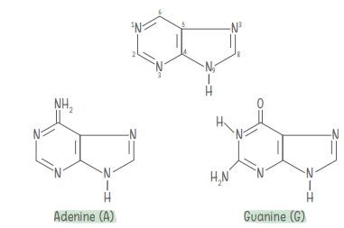 Biomolecules Class 11 Notes Biology Chapter 9 CBSE