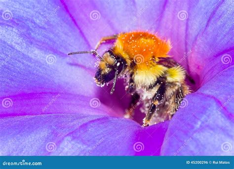 Honey Bee and Flower Pollination Stock Photo - Image of collecting ...