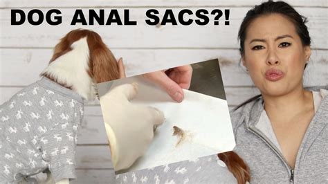 Dog Anal Glands: The DIY Solution To Stinky Problems - Dogs Naturally ...
