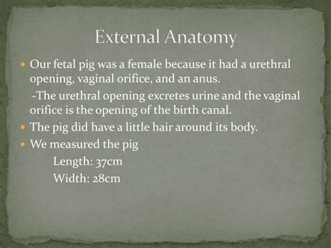 Image result for Fetal Pig Dissection Lab
