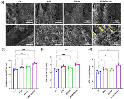Moss Biochar Facilitates Root Colonization of Halotolerant Halomonas ...
