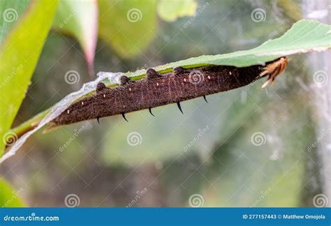ZSL Butterfly Paradise London Zoo. Black Hairy Caterpillar with Spikes ...