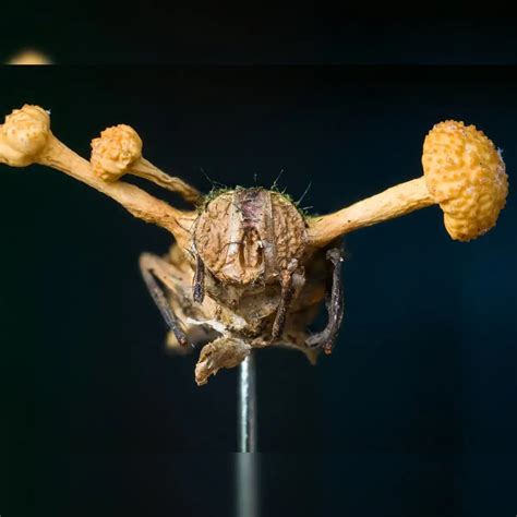 Tarantula Com Cordyceps