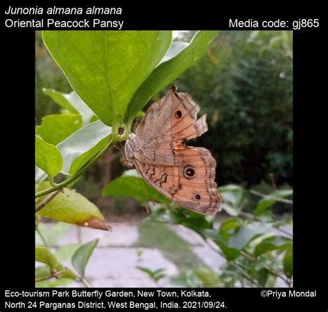 Junonia almana | Butterfly