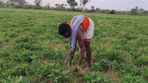 Intercropping: रेतीली जमीन पर सहफसली कर रहे हैं सुपौल के किसान, प्रति ...