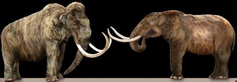 There were Woolly Mammoths Living at the Same Time as the Great ...