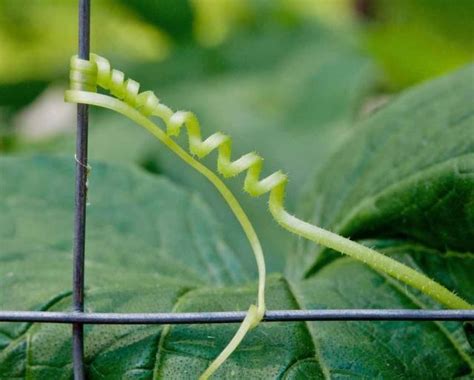 Have you seen the cucumber tendrils that look like a spring ? Of what ...