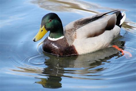 Image result for Animals Using Sign Language