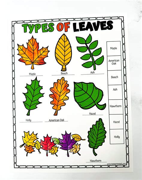 Types Of Leaves With Names And Pictures For Preers In School - Infoupdate.org