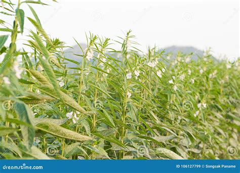 Image result for Sesame Stret Tree