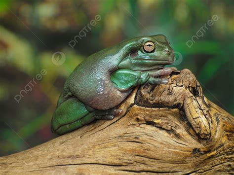 Image result for Snowflake Dumpy Tree Frog