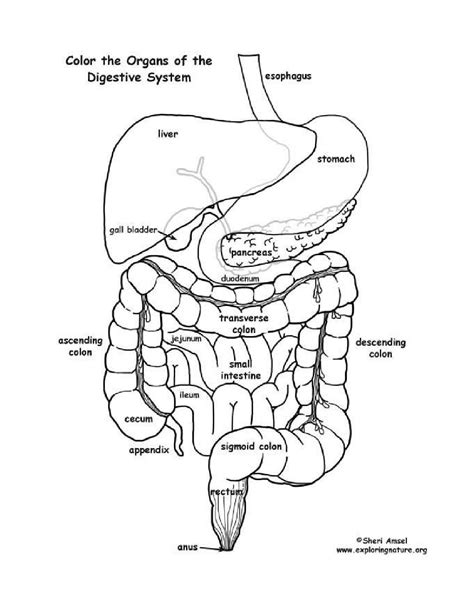 Digestive System Coloring Page
