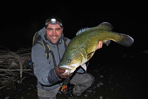 Image result for Catching Murray Cod On Lures Land-Based