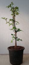 Maha/Akanda Bilva - Outdoor plant – Exotic Flora