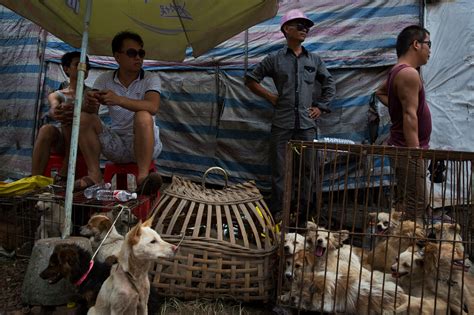 Yulin Festival Quotes China's Dog Meat Festival Opens Despite Ban