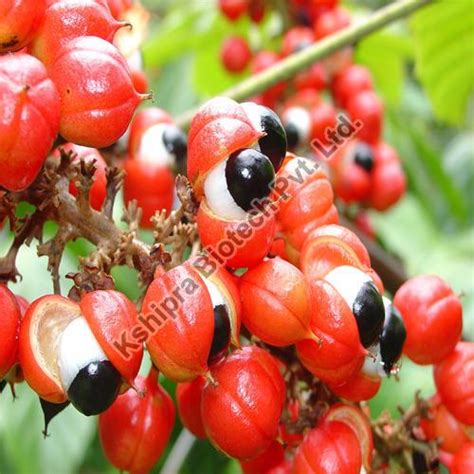 Kshipra Biotech Private Limited Indore - Ashoka Extract Manufacturer ...